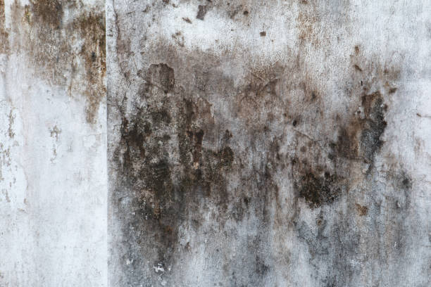 Best Dehumidification Services  in Kent City, MI