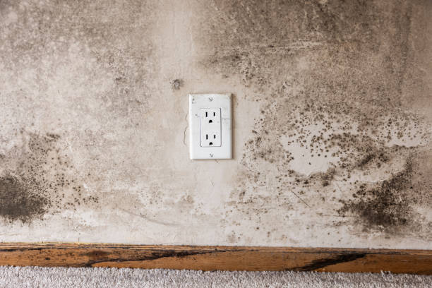 Best Real Estate Mold Inspection  in Kent City, MI
