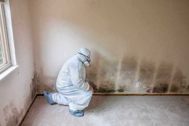 Professional Mold Removal in Kent City, MI