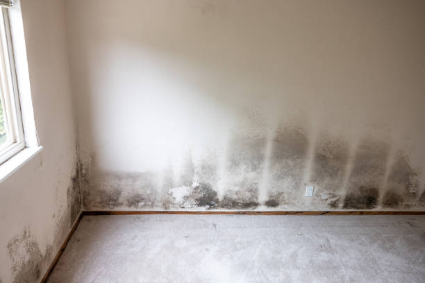 Best Mold-Related Health Consultation  in Kent City, MI