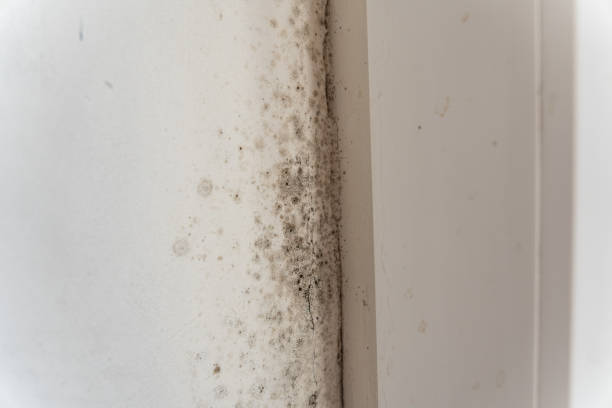 Mold Remediation for Vacation Homes in Kent City, MI
