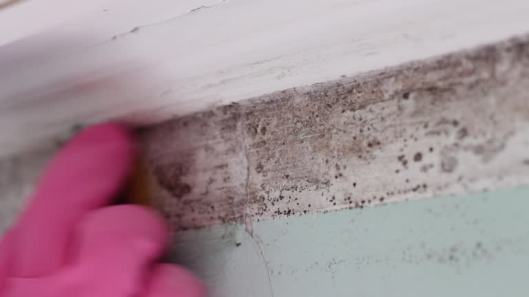 Mold Documentation for Insurance Claims in Kent City, MI